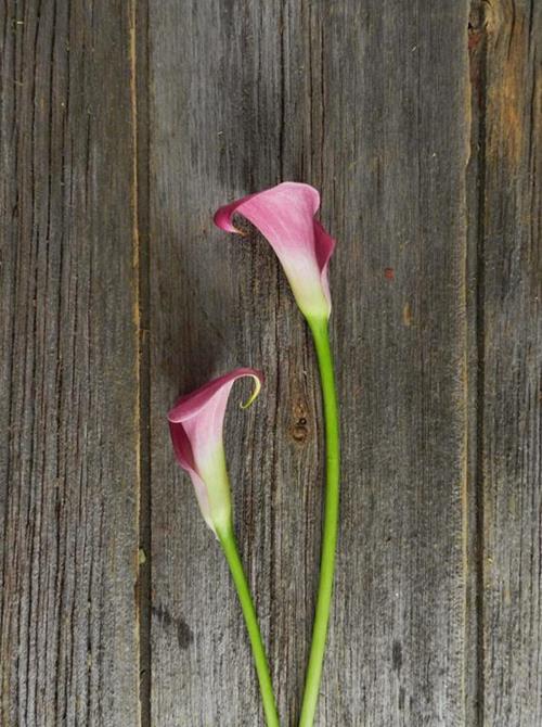 GARNET GLOW  HOT PINK MINI CALLAS